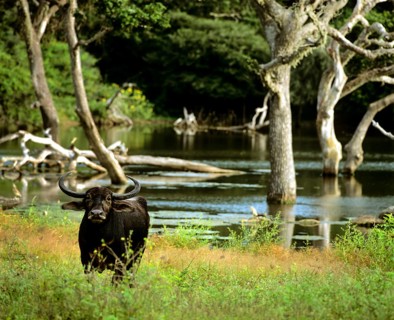 Wild water buffalo (Bubalus arnee)