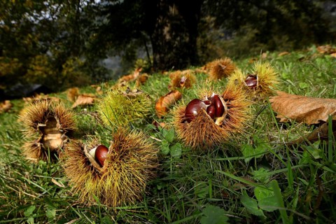 Chestnut (Castanea) on a meadow