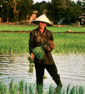 Female worker in a paddy paddy