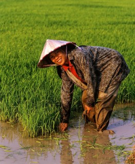 Female worker in a rice paddy
