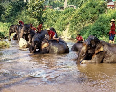 Elephants bathing
