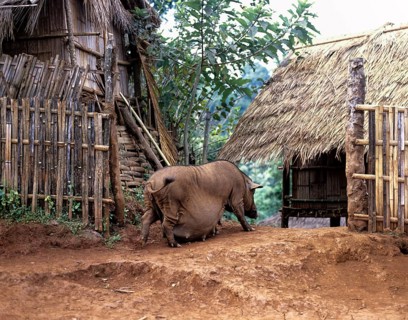 Pregnant pig in an Akha village on the Burmese border in the west of Chiang Rai