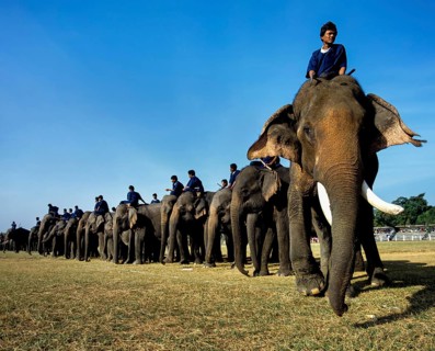Elephant festival in Surin