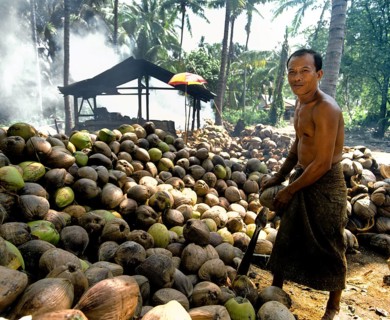 Worker on a coconut plantation