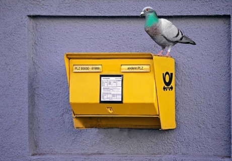 Domestic Pigeon (Columba livia domestica) sitting on a yellow German mailbox
