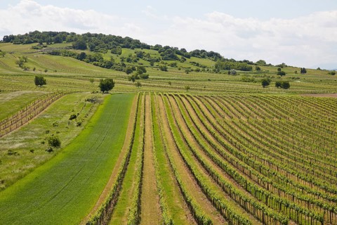 Vineyards around Hoelzlstein rock