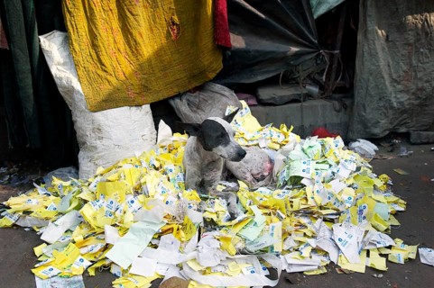 Dog lying on a pile of old lottery tickets