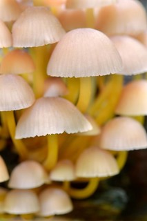 Clustered Bonnet or Oak-stump Bonnet Cap (Mycena inclinata)