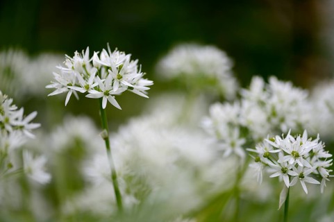 Ramsons or Wild Garlic (Allium ursinum)