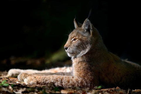 Eurasian Lynx or Northern Lynx (Lynx lynx) lying in a sunny spot