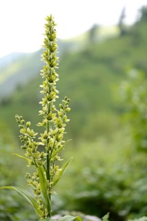 False Helleborine or White Hellebore (Veratrum album)