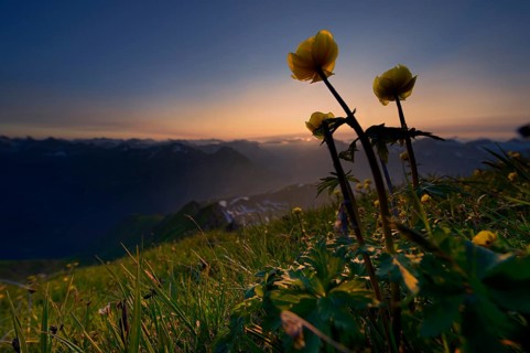 Globe Flower (Trollius europaeus) at sunset with the panoramic view of mountains