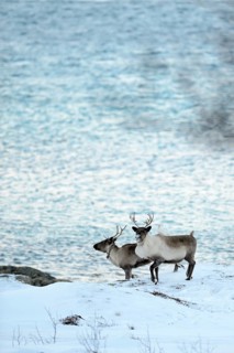 Two reindeer (Rangifer tarandus) on snow before fjord