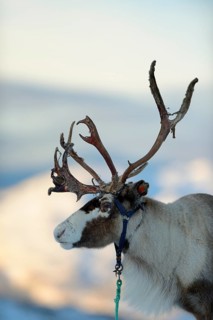 Reindeer (Rangifer tarandus)