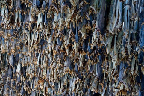 Hung up drying fish