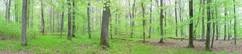 Panoramic view