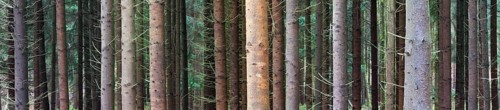 Spruce (Pices abies) tree trunks