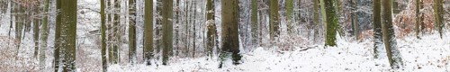 Snowy winter forest