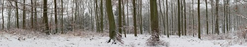 Snowy winter forest