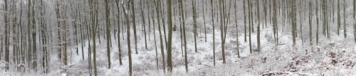 Snowy winter forest