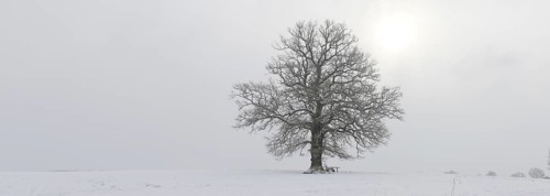 A several hundred year-old oak tree (Quercus sp.)
