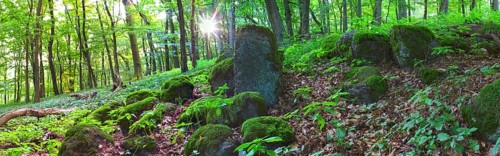 Moss-covered basalt stones in a spring forest with the rising sun