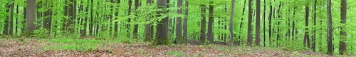 Panoramic view
