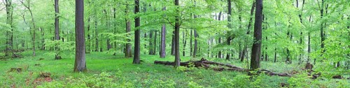 Panoramic view