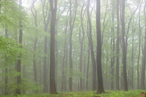 Fog in a beech forest (Fagus sylvatica)