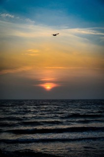 Seagull against the rising sun