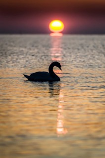 Swan with backlighting at sunrise