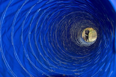 Dog sitting in front of an agility tunnel during dog agility training