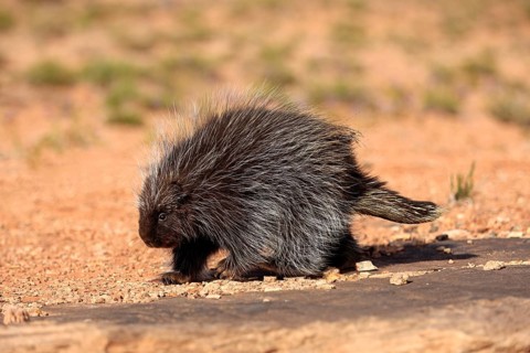 North American Porcupine (Erethizon dorsatum)