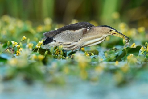 Little Bittern (Ixobrychus minutus) eating a frog