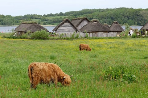 Scottish Highland Cattle grazing on a pasture in front of Viking houses in Hedeby Viking Museum
