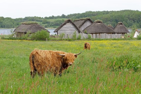 Scottish Highland Cattle grazing on a pasture in front of Viking houses in Hedeby Viking Museum