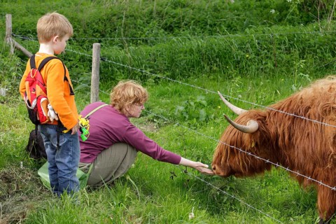 Woman stroking a Highland Cattle with a boy watching