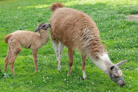 Llama (Lama glama) with a cria