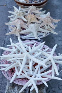 Starfish on sale