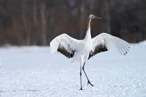 Red-crowned Crane