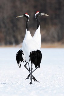 A pair of Red-crowned Cranes