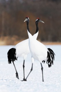 A pair of Red-crowned Cranes