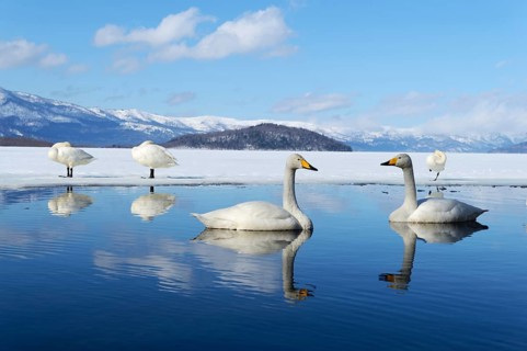 Whooper swans (Cygnus cygnus)