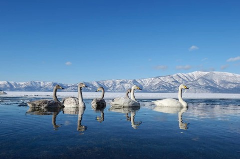 Whooper swans (Cygnus cygnus) with cygnets