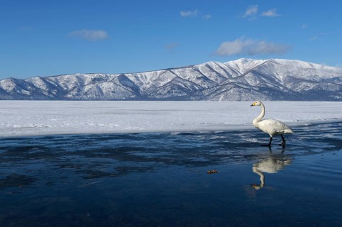 Whooper Swan (Cygnus cygnus)