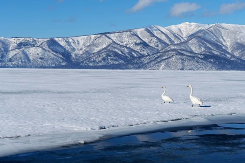 Whooper swans (Cygnus cygnus) moving on foot across a frozen lake