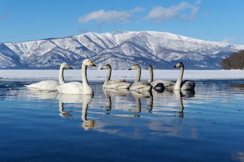 Whooper swans (Cygnus cygnus) with cygnets