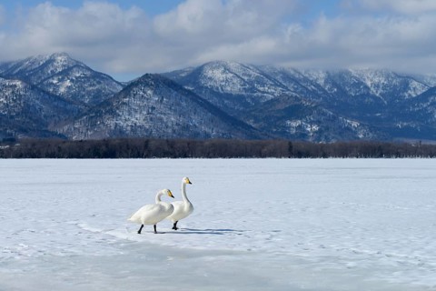 Whooper swans (Cygnus cygnus) moving on foot across a frozen lake