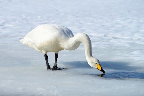 Whooper Swan (Cygnus cygnus) drinking water from an unfrozen part of the lake