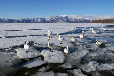 Whooper swans (Cygnus cygnus)